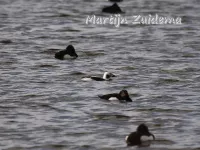 IJseend [Clangula hyemalis] - Krabbeplas Vlaardingen (30 jan2022)